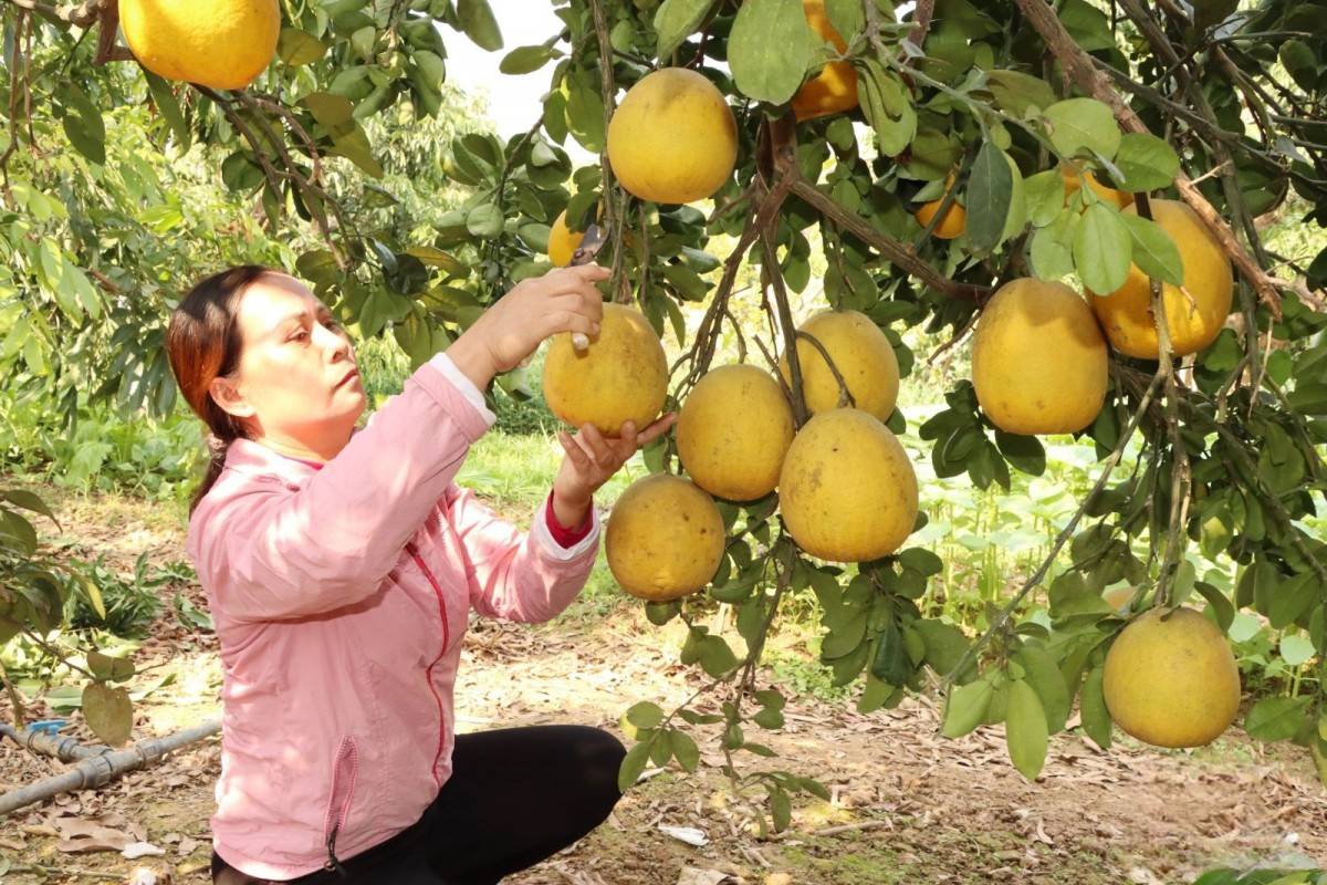 Sơn La: Phát triển nông nghiệp bền vững tại huyện Sông Mã