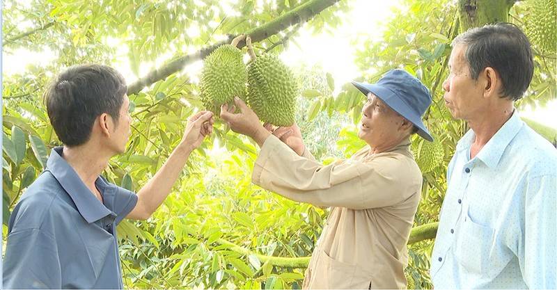 Nông dân huyện Châu Thành chọn trồng sầu riêng vì có giá trị kinh tế cao