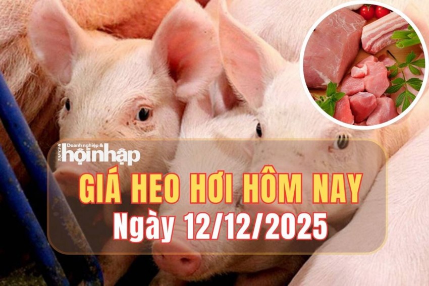 Giá heo hơi hôm nay 12/12/2025: Giá heo hơi tiếp tục tăng trên cả nước