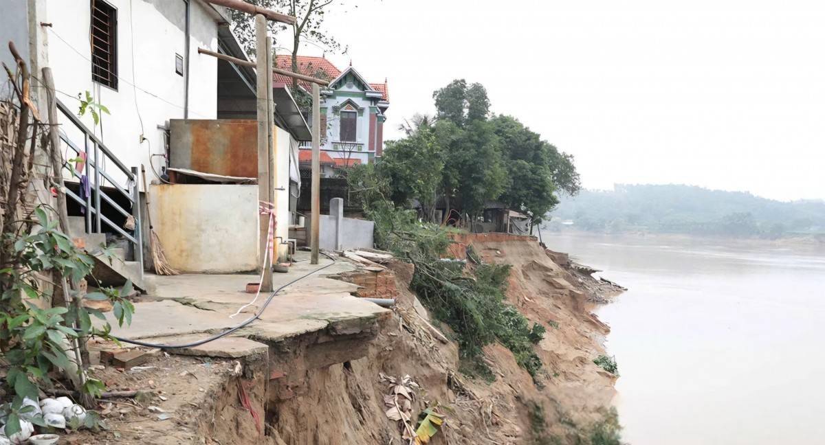 Phú Thọ chi 12 tỷ đồng xử lý khẩn cấp sạt lở đê hữu Lô