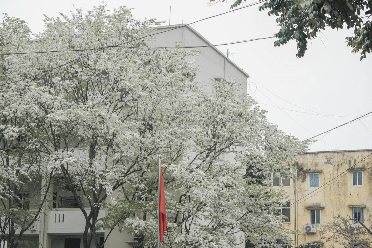 Hoa sưa nở trắng Hà Nội: Những góc phố trở thành điểm hẹn mùa xuân