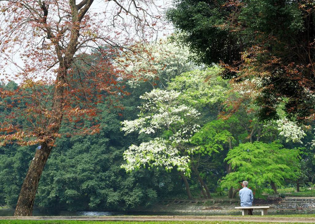 Hoa sưa nở trắng Hà Nội: Những góc phố trở thành điểm hẹn mùa xuân