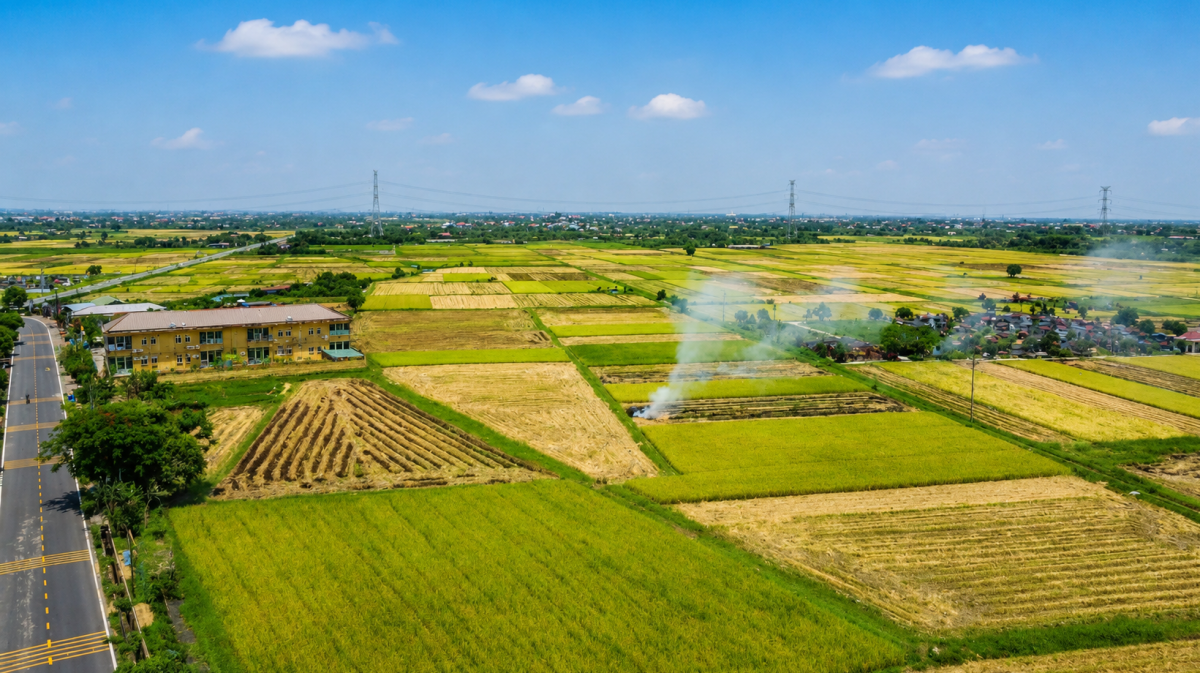 Toàn cảnh cánh đồng xã Nguyễn Du