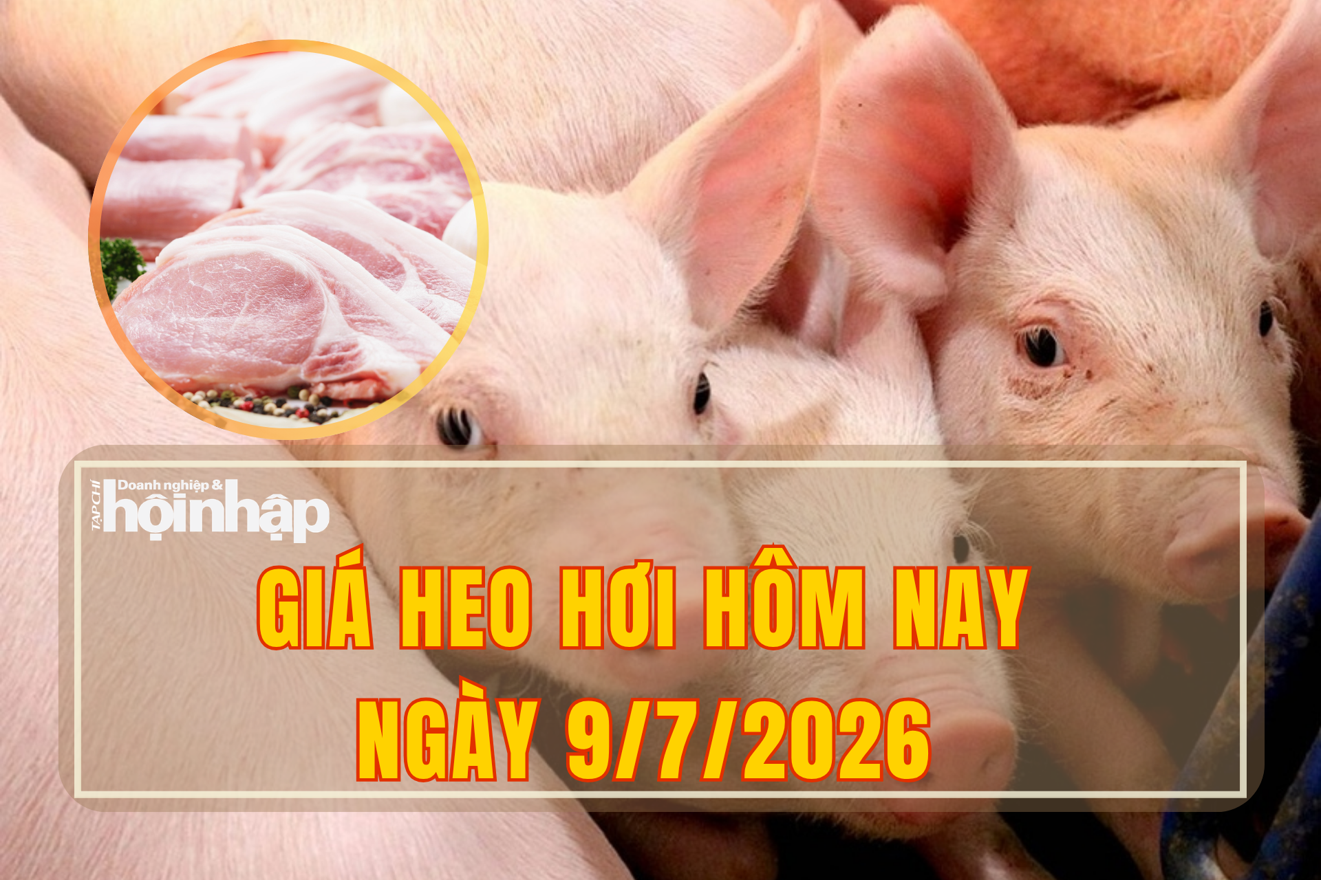 Giá heo hơi hôm nay 9/7/2026: Khu vực miền Nam đồng loạt tăng giá