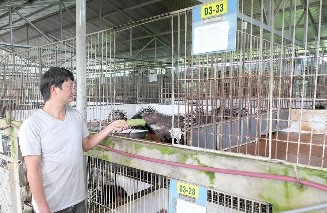 Dự án ứng dụng khoa học kỹ thuật nuôi nhím bờm theo hướng sản xuất hàng hóa tại xã Vị Xuyên do Hợp tác xã Tấn Đạt chủ trì, triển khai.